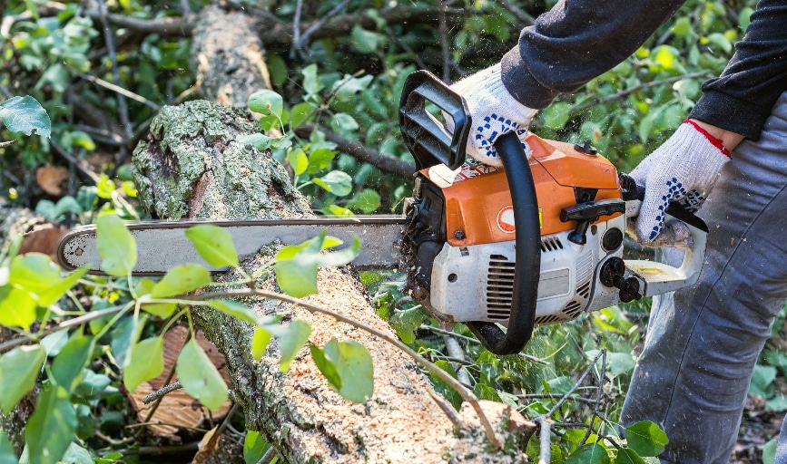 Tree Trimming